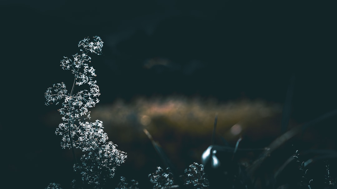 Het opmerkelijke vermogen van Harrie Lavreysen: een blik op sport en geld
